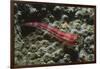 Stonycoral Ghostgoby-Hal Beral-Framed Photographic Print