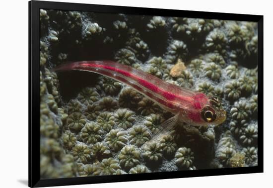 Stonycoral Ghostgoby-Hal Beral-Framed Photographic Print