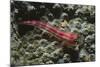 Stonycoral Ghostgoby-Hal Beral-Mounted Photographic Print