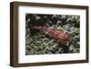 Stonycoral Ghostgoby-Hal Beral-Framed Photographic Print