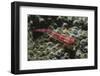 Stonycoral Ghostgoby-Hal Beral-Framed Photographic Print