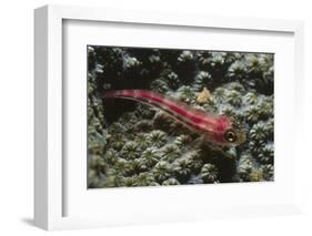 Stonycoral Ghostgoby-Hal Beral-Framed Photographic Print