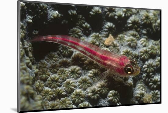 Stonycoral Ghostgoby-Hal Beral-Mounted Photographic Print