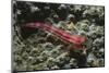 Stonycoral Ghostgoby-Hal Beral-Mounted Photographic Print