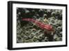 Stonycoral Ghostgoby-Hal Beral-Framed Photographic Print