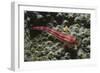 Stonycoral Ghostgoby-Hal Beral-Framed Photographic Print