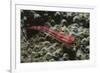 Stonycoral Ghostgoby-Hal Beral-Framed Photographic Print