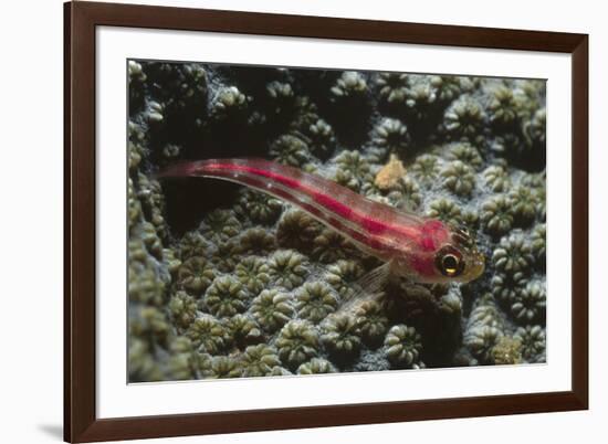 Stonycoral Ghostgoby-Hal Beral-Framed Photographic Print