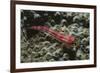 Stonycoral Ghostgoby-Hal Beral-Framed Photographic Print
