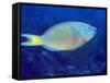 Stoplight Parrotfish On Caribbean Reef-Stocktrek Images-Framed Stretched Canvas