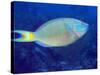 Stoplight Parrotfish On Caribbean Reef-Stocktrek Images-Stretched Canvas