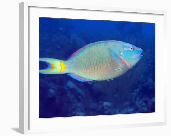 Stoplight Parrotfish On Caribbean Reef-Stocktrek Images-Framed Photographic Print