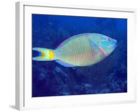 Stoplight Parrotfish On Caribbean Reef-Stocktrek Images-Framed Photographic Print