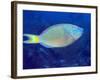 Stoplight Parrotfish On Caribbean Reef-Stocktrek Images-Framed Photographic Print