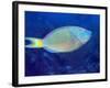 Stoplight Parrotfish On Caribbean Reef-Stocktrek Images-Framed Photographic Print