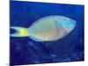 Stoplight Parrotfish On Caribbean Reef-Stocktrek Images-Mounted Photographic Print