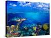 Stoplight Parrotfish (Sparisoma Viride) with French Angelfish (Pomacanthus Paru) and Scrawled Fi...-null-Stretched Canvas