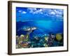 Stoplight Parrotfish (Sparisoma Viride) with French Angelfish (Pomacanthus Paru) and Scrawled Fi...-null-Framed Photographic Print