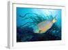 Stoplight Parrotfish Supermale-Peter Scoones-Framed Photographic Print