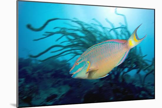 Stoplight Parrotfish Supermale-Peter Scoones-Mounted Photographic Print