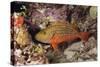 Stoplight Parrotfish-Michele Westmorland-Stretched Canvas