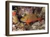 Stoplight Parrotfish-Michele Westmorland-Framed Photographic Print