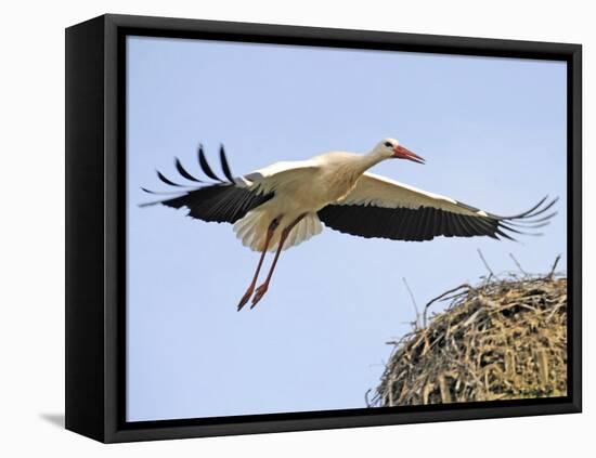 Stork Approaches its Nest in Holzen-null-Framed Stretched Canvas