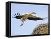 Stork Approaches its Nest in Holzen-null-Framed Stretched Canvas