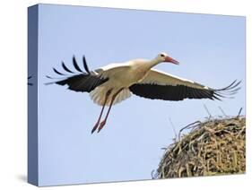Stork Approaches its Nest in Holzen-null-Stretched Canvas