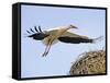 Stork Approaches its Nest in Holzen-null-Framed Stretched Canvas