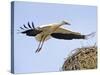 Stork Approaches its Nest in Holzen-null-Stretched Canvas