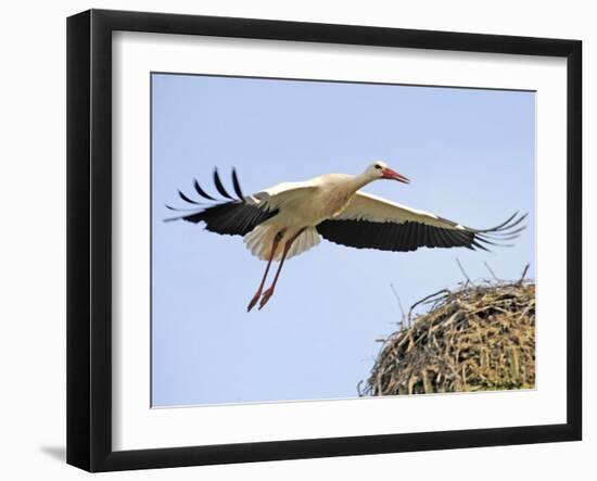 Stork Approaches its Nest in Holzen-null-Framed Premium Photographic Print