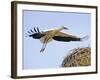 Stork Approaches its Nest in Holzen-null-Framed Photographic Print