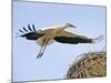 Stork Approaches its Nest in Holzen-null-Mounted Photographic Print