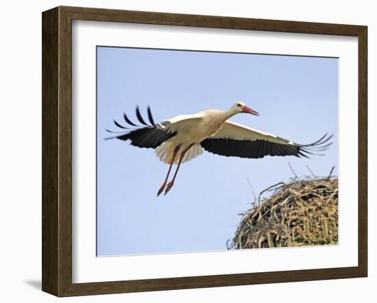 Stork Approaches its Nest in Holzen-null-Framed Photographic Print