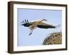 Stork Approaches its Nest in Holzen-null-Framed Photographic Print