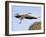 Stork Approaches its Nest in Holzen-null-Framed Photographic Print