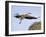 Stork Approaches its Nest in Holzen-null-Framed Photographic Print