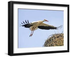 Stork Approaches its Nest in Holzen-null-Framed Photographic Print