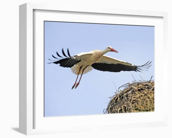 Stork Approaches its Nest in Holzen-null-Framed Photographic Print