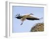 Stork Approaches its Nest in Holzen-null-Framed Photographic Print