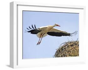 Stork Approaches its Nest in Holzen-null-Framed Photographic Print