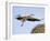 Stork Approaches its Nest in Holzen-null-Framed Photographic Print