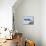 Stork Approaches its Nest in Holzen-null-Mounted Photographic Print displayed on a wall