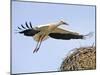 Stork Approaches its Nest in Holzen-null-Mounted Photographic Print
