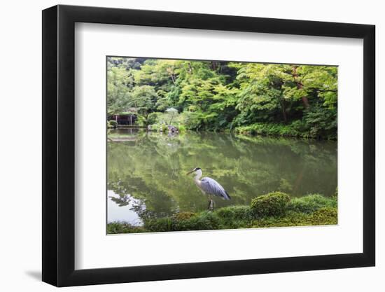 Stork at Hisagoike Pond in Summer, Kenrokuen, One of Japan's Three Most Beautiful Landscape Gardens-Eleanor Scriven-Framed Premium Photographic Print