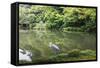 Stork at Hisagoike Pond in Summer, Kenrokuen, One of Japan's Three Most Beautiful Landscape Gardens-Eleanor Scriven-Framed Stretched Canvas