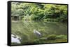 Stork at Hisagoike Pond in Summer, Kenrokuen, One of Japan's Three Most Beautiful Landscape Gardens-Eleanor Scriven-Framed Stretched Canvas