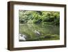 Stork at Hisagoike Pond in Summer, Kenrokuen, One of Japan's Three Most Beautiful Landscape Gardens-Eleanor Scriven-Framed Photographic Print