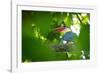 stork-billed kingfisher perched on branch with beak open-karine aigner-Framed Photographic Print